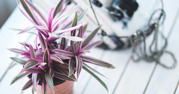 tradescantia