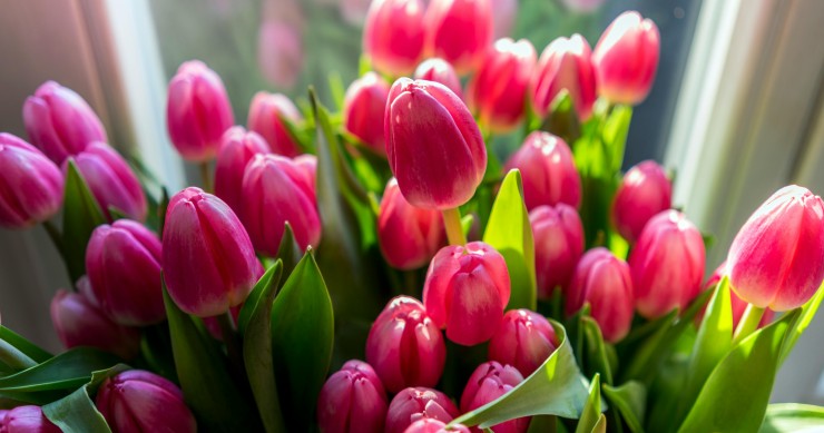 tulipanes