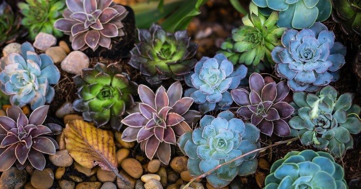 echeverias