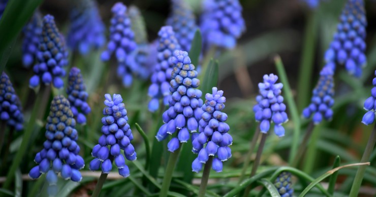 muscari
