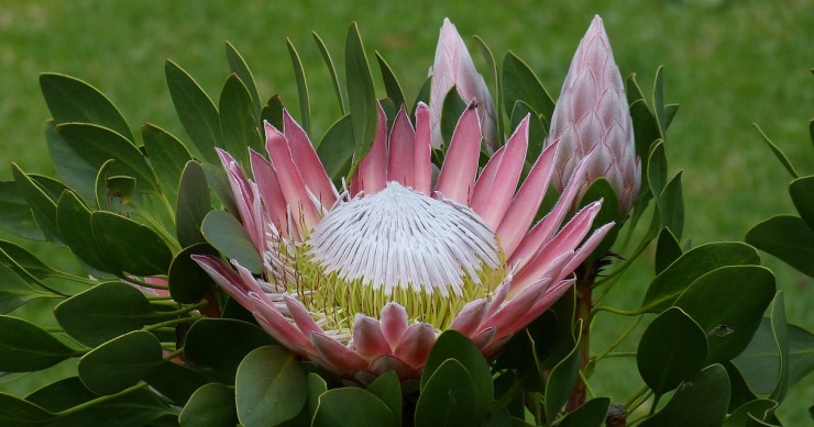 protea