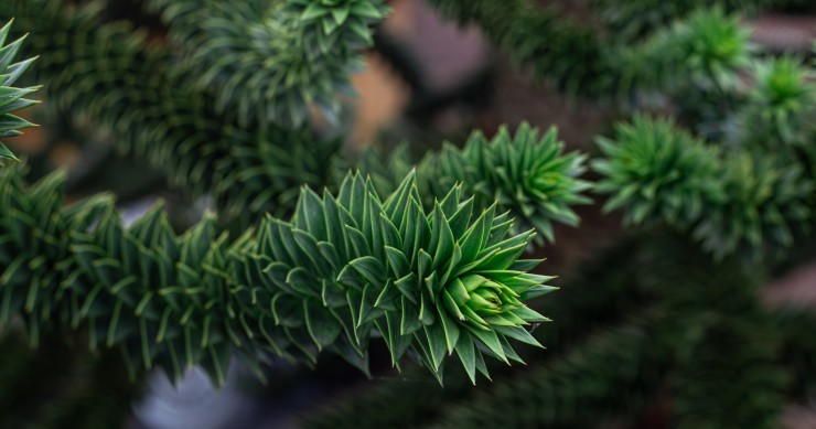 araucaria