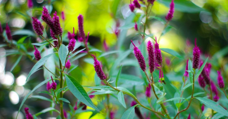 celosia argentea