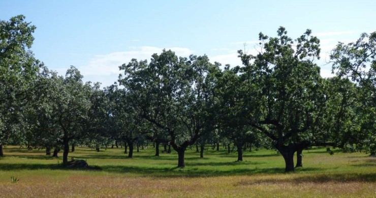 Archivo - Una finca rústica de titularidad municipal.