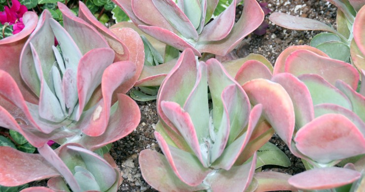 kalanchoe thyrsiflora
