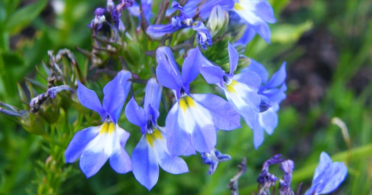 lobelia