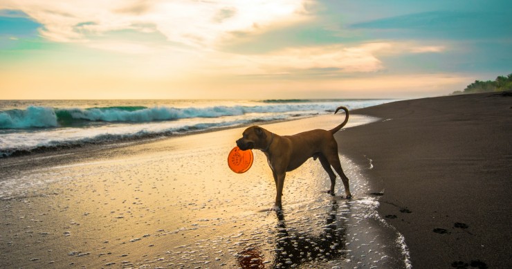 Dog beaches in Valencia