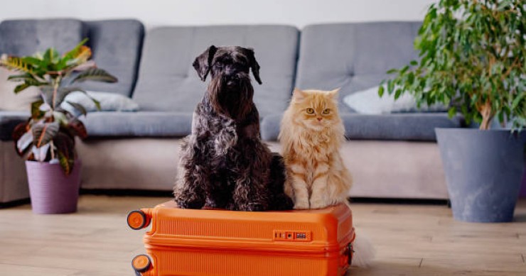 viajar con mascota