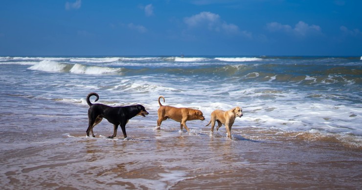 playas para perros en gran canaria
