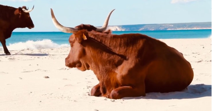 Plaja andaluză cu vaci pe țărm care face furori pe internet