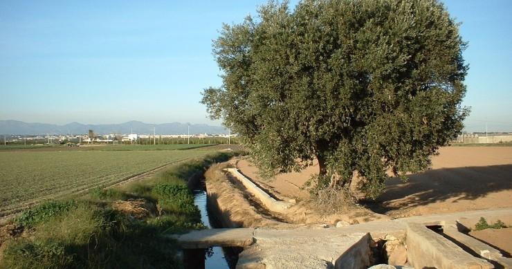 La Huerta de Valencia tiene sus orígenes durante el periodo andalusí.