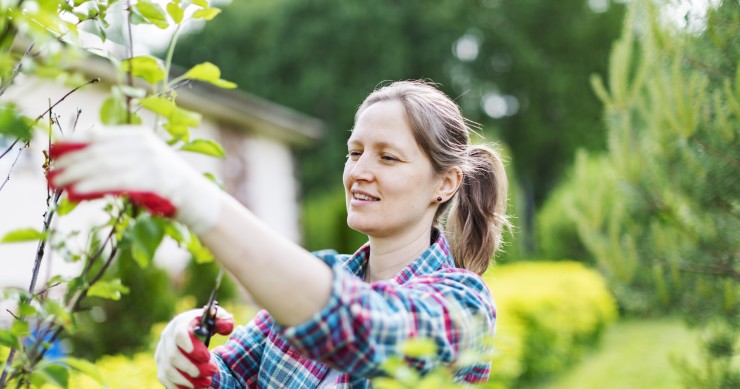 Plantas y árboles que se pueden podar en invierno para disfrutarlo en verano