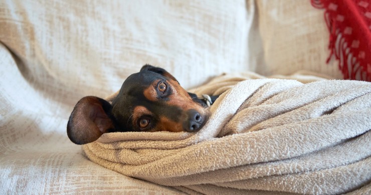 ¿Cómo proteger a tu mascota en invierno?