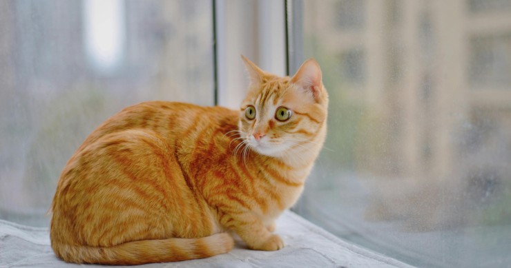 Gato junto a una ventana en una vivienda alquilada