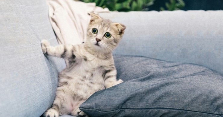 sofas resistentes a gatos