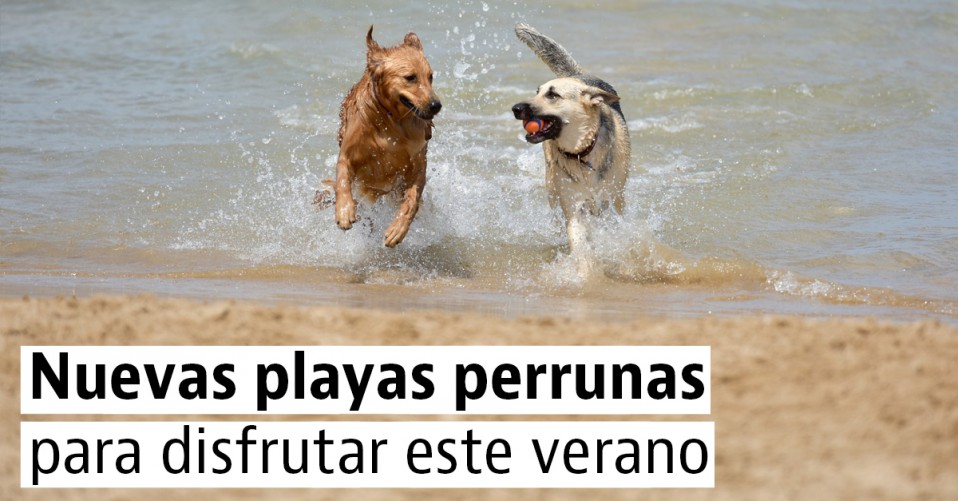 5 nuevas playas "pet friendly" para ir con tu perro este verano