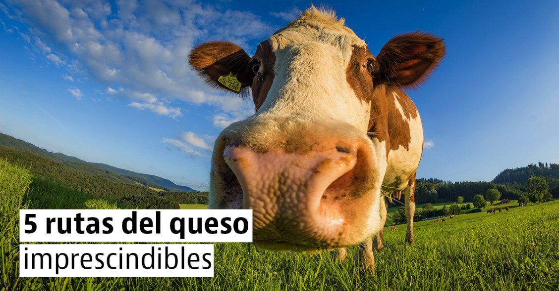 La Ruta del queso: los 5 quesos más sabrosos de España