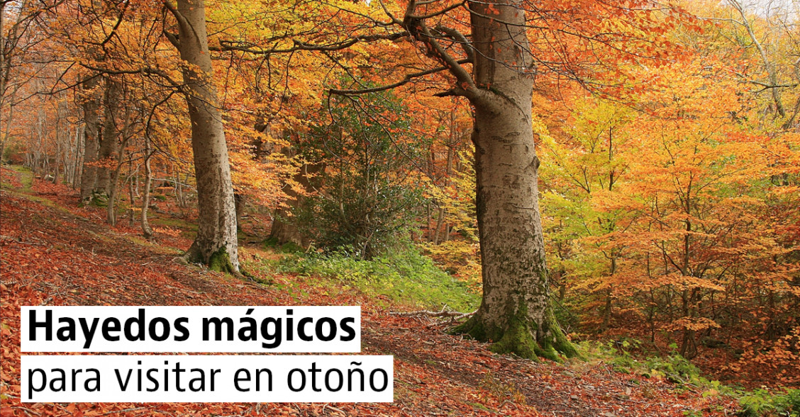 Los hayedos más espectaculares para disfrutar de los colores del otoño