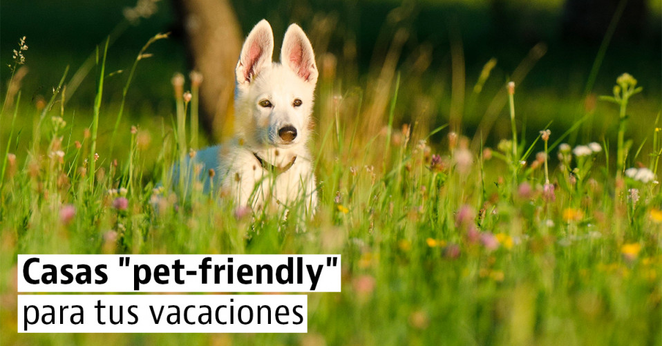 Alojamientos para ir con tu perro en tus próximas vacaciones
