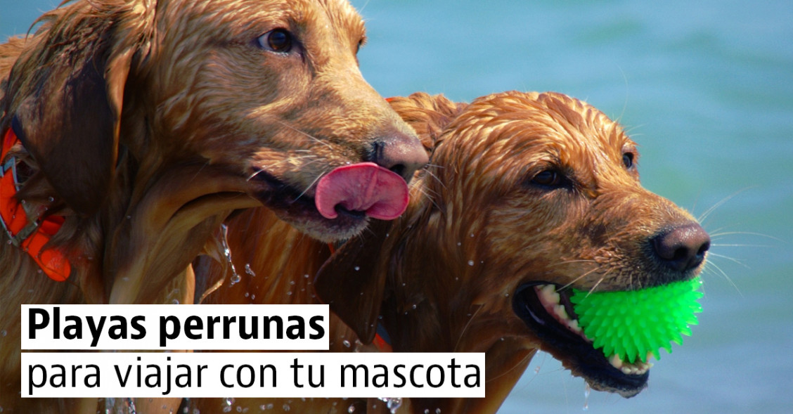 Las mejores playas "pet-friendly" para ir con tu mascota