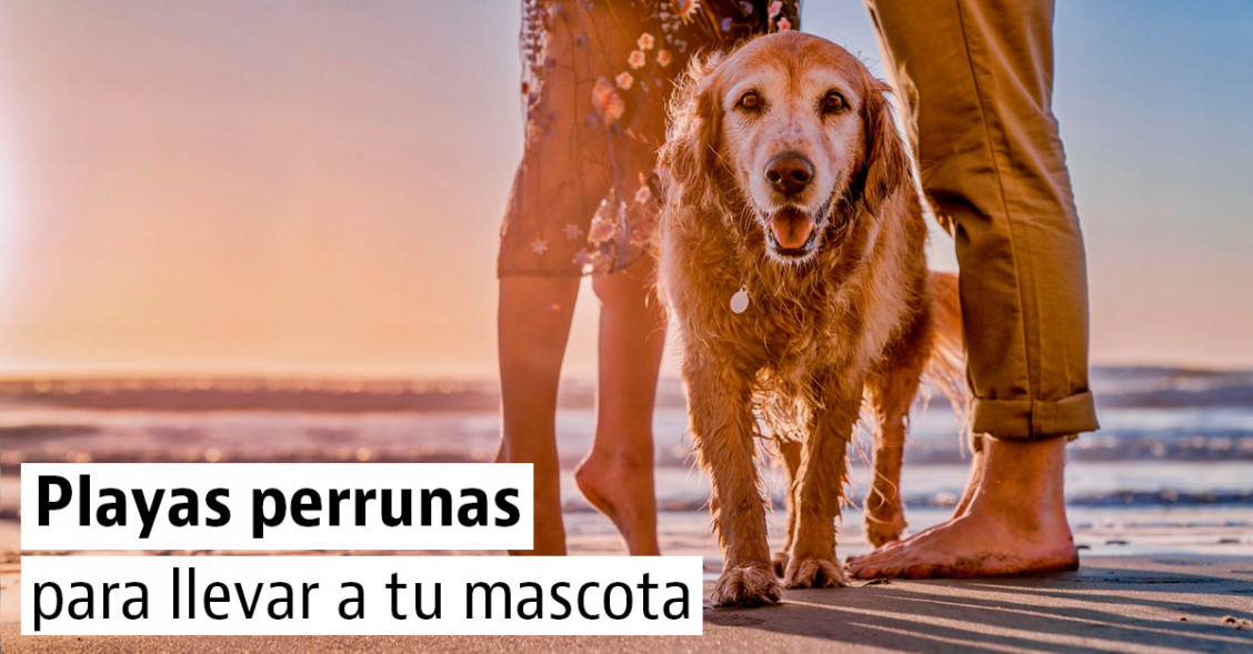 Las mejores playas "pet-friendly" para ir con tu mascota