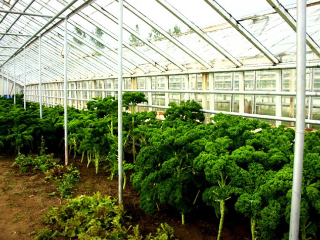 Solheimar Greenhouse