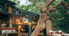 sydney-beachhouse-tree-deck