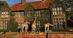 giraffe-manor1_0