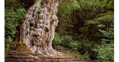 the-oldest-living-things-in-the-world-by-rachel-sussman-7