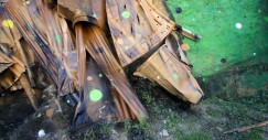 bordalo3