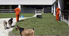 El centro penitenciario con animales en EEUU