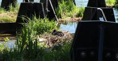 Un pato descansa en su nido