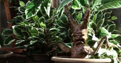 harry_potter_jardin_botanico_01