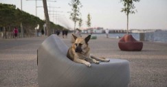 Para personas y animales domésticos