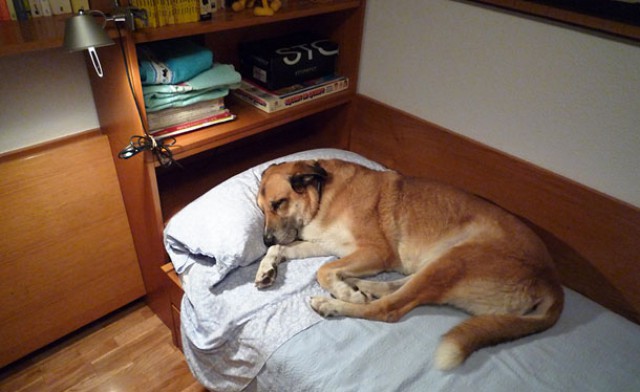 las fotos de mascotas deben quedarse en el ámbito familiar y no utilizarlas para vender la casa