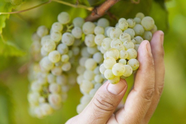 Ruta del vino de Rías Baixas http://beberiasbaixas.com/