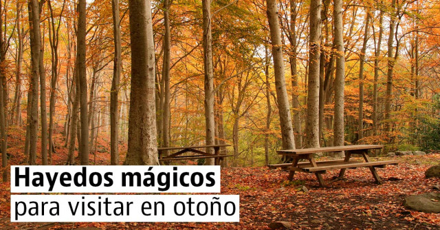 Hayedos mágicos para visitar en otoño