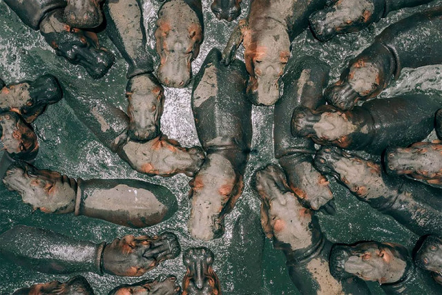 Unos hipopótamos bañándose en una charca de las llanuras en Tanzania / zekedrone