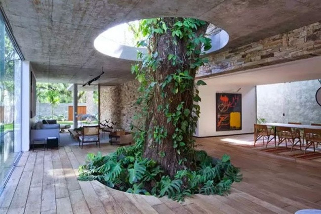 Este árbol crece por un hueco en el interior de la vivienda / Recreo Viral