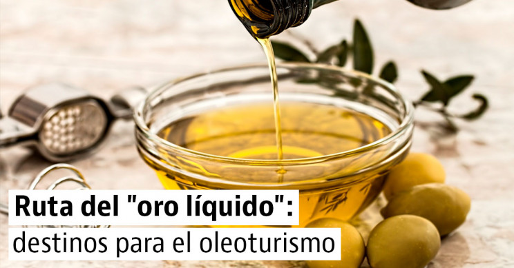 Ruta para conocer los mejores aceites de oliva de España