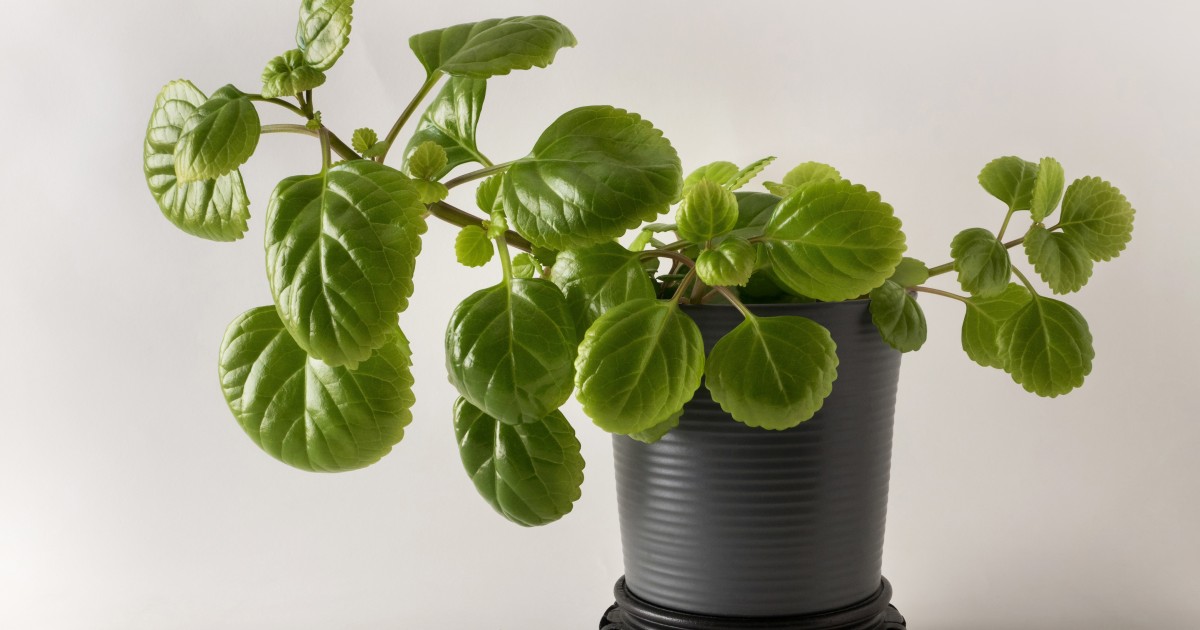 Planta del dinero.