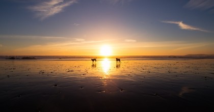 Dog-friendly beaches near me